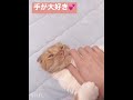 ご主人様の手が大好きな猫ちゃん