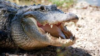 Alligator protects dead Python 03, Time Lapse Speed x1
