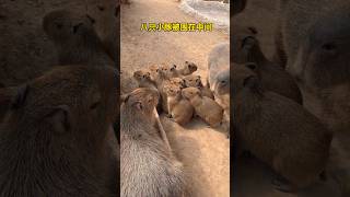 capybara 卡皮巴拉 有愛的水族家族🥰 #capybara #水豚 #水豚君 #卡皮巴拉 #呆萌 #cute #可愛い #萌寵 #療癒 #short