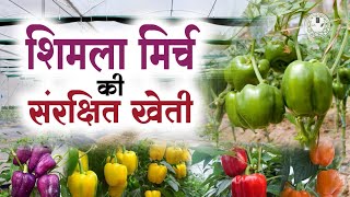 शिमला मिर्च की संरक्षित खेती || Protected cultivation of Capsicum ||