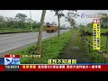 下雨天視線不佳撞上牛隻 花蓮騎士送醫亡