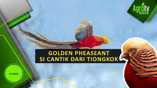 ASAL KARAKTERISTIK DAN FAKTA GOLDEN PHEASANT