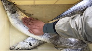 【旬の美味しさにこだわる旬すぐ（国産100％）】（宮城県気石巻魚市場で水揚げ）夏の海に光り輝く 味濃いタチウオ