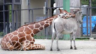 グレビーシマウマ、キリンと小競り合い！Grevy's zebra skirmishes with a giraffe!【Zebra Baby】