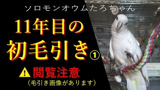 ソロモンオウムたろちゃん　11年目の初毛引き1⃣　Cockatoo that started feather picking in the 11th year1⃣