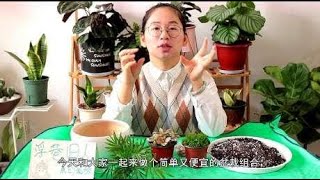 用超低的价格组合一个漂亮的盆栽，这三种植物相搭配，美出新境界