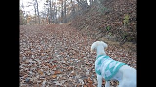 １歳３ヶ月と生後３ヶ月のサルーキ兄弟♪（Saluki）