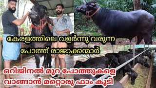പോത്ത് കച്ചവടം എന്നാൽ ഇവർക്ക് മുറ മാത്രം|9656566223|ARJ Murrah Farm Kerala|Buffalo Farming Kerala|