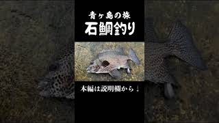 爆釣！連発！クチジロ乱舞！青ヶ島の石鯛釣り！