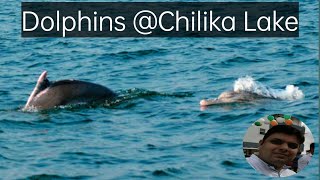 Dolphin Show | Dolphin Chilika | Satpada, Puri, Odisha | Vlog on boat @OutingFreak