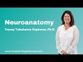 Neuroanatomy by Tracey Tokuhama-Espinosa, Ph.D.