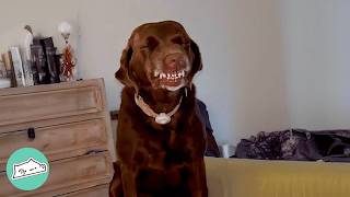 Dog Shows Unusual Smile When She's Guilty | Cuddle Buddies