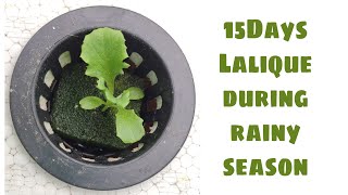 Transplanting Lalique Lettuce. 15Days - Hydroponics