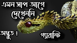 গ্যারান্টি ! এমন সাপ আগে দেখেননি ! | Top 10 weirdest snakes | সেরা ১০