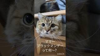 パパがかまってくれない #cat #gato #बिल्ली