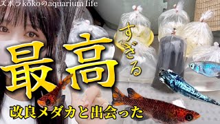 【メダ活再スタート】今日から本気で改良メダカ飼育‼️｜aquarium｜めだか｜