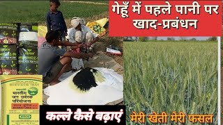 gehu ki kheti / gehu me pahla khad kya dale / cri_stage / wheat fertilizers / गेहूँ मे उर्वरक / gehu