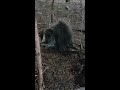 porcupine courting