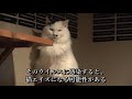 【銭湯風保護猫カフェ】「ねこ浴場」に行ってみた（大阪 心斎橋）