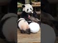 눈보다 엄마가 더 좋은 아가 판다 panda cute cutepanda funny