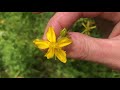 st john s wort hypericum perforatum summer solstice harvest