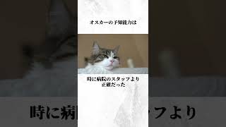 最期を看取る猫 オスカー