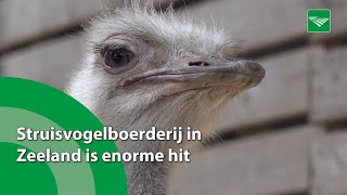 Struisvogelboerderij in Zeeland is enorme hit