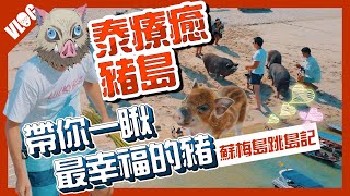 登上被豬佔領的\