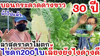 เหมือนถูกหวย! โคตรบอนกระดาดด่างขาว อายุ30ปี รื้อไข่ที200ใบ เลี้ยงยังไงจ่ายลูกด่างสวย ราคาไม่เคยตก!