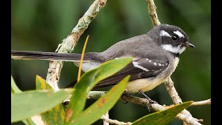 Grey Fantail’s unique movements