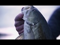 Temple Fork Outfitters - Professional Walleye (Short Spot)