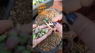 나무데코 이용해서 코노피튬심기. 올가을엔 예뻐지겠죠?!#인연다육 #conophytum #litops #다육식물 #분갈이 #반려식물 #쿠팡판매 #스마트스토어판매