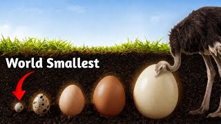Tiny vs Giant Egg – Which One Hatched First?