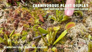 Carnivorous Plants at Mendocino Coast Botanical Gardens