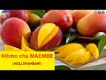 HOW TO START MANGO FARMING BUSINESS IN BARINGO COUNTY, KENYA (Kilimo cha Maembe) || AKILI SHAMBANI