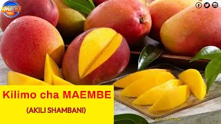 HOW TO START MANGO FARMING BUSINESS IN BARINGO COUNTY, KENYA (Kilimo cha Maembe) || AKILI SHAMBANI