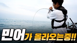 괴물 같은 생선을 잡았다!! | 민어낚시 | Croaker fishing [박과장TV]