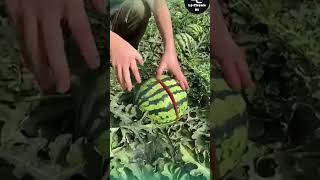 Khoka petty #watermelon #shortsvideo #viral #ytshorts