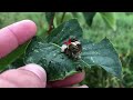 Nature Walk & Talk with Sam Romeo: Giant Swallowtail Caterpillar, September 3, 2020