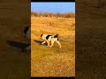 funny dogs 🐅 dog shorts ការកំសាន្តរបស់ឆ្កែទាំងបី