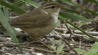 Radde's Warbler - Phylloscopus schwarzi