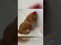 男子展示被狗咬坏的拖鞋，网友：认错态度还挺好 萌宠 funny pets