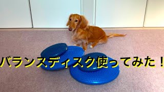 今年7歳になる犬のためにある物を買いました！#カニヘンダックスフンド