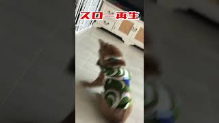 【ちゃちゃ丸】ムーンウォークする柴犬 #shorts