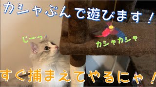 【猫】久々にカシャぶんで遊び倒そう！【サイベリアン】