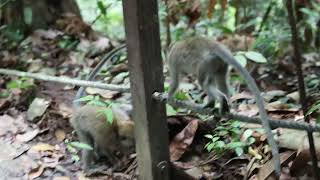 新加坡野生猴子