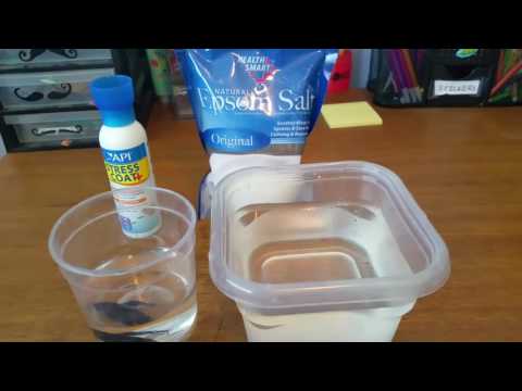 How To Give Your Betta A Salt Bath โ Sick Betta Treatment How To Give Your Betta A Salt Bath โ Sick Betta Treatment