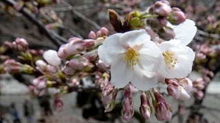 桜開花 東京にも春