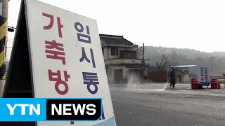 전북 고창서 AI 검출...철새 북상에 당국 긴장 / YTN (Yes! Top News)