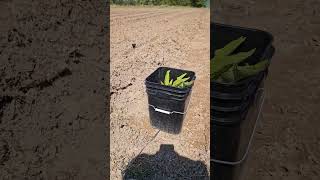 Transplanting Comfrey from Buckets to Raised Garden Rows | Electroculture Method